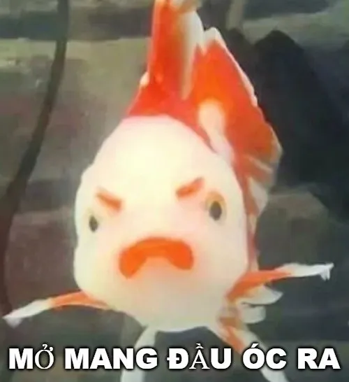 Meme mở mang cái đầu óc ra
