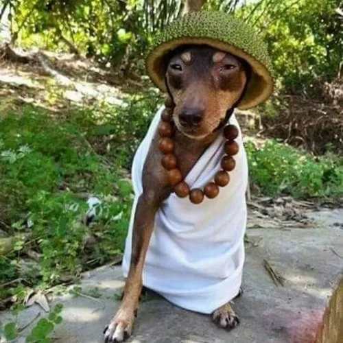 Meme Mô Phật – cười mà lòng an nhiên.