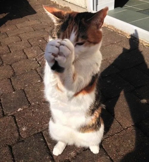 Meme hài mèo cầu mong van xin