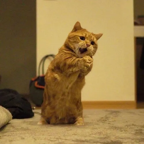 Ảnh chế mèo cam van xin thể hiện gương mặt tội nghiệp đến buồn cười