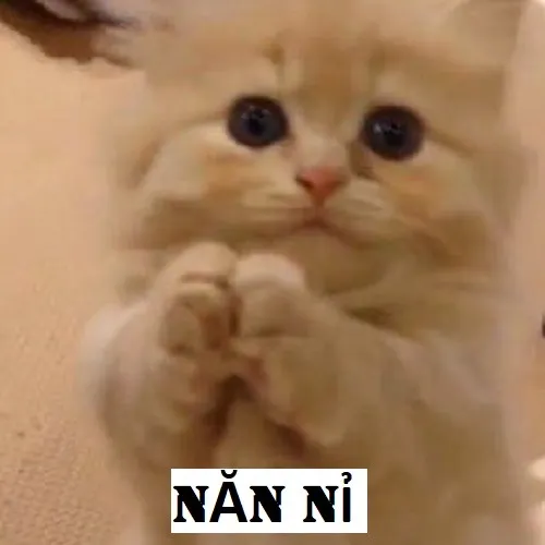 Meme mèo năn nỉ: vừa đáng thương vừa buồn cười đến khó đỡ