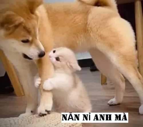 85 Trọn bộ 50+ Meme Năn Nỉ, Van Xin và những tình huống xin xỏ dở khóc dở cười
