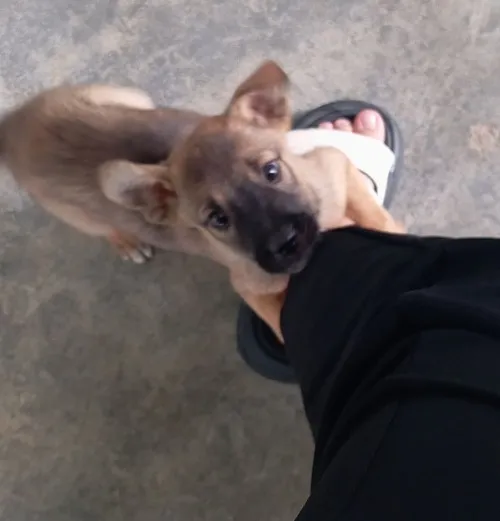 Meme hài chó năn nỉ với biểu cảm “mềm tim” đầy cảm xúc