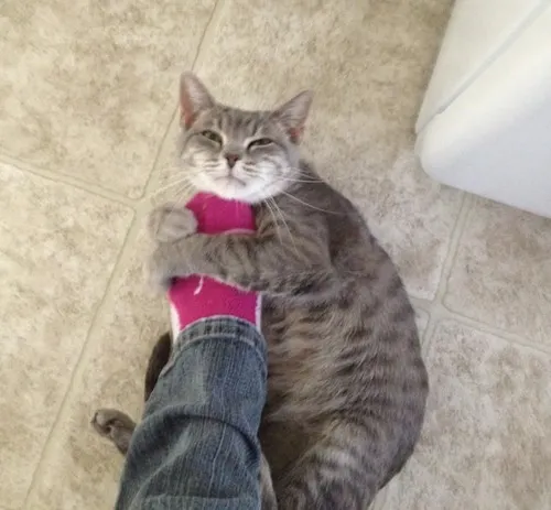 Hình chế mèo cầu xin được fanpage dùng để tăng tương tác