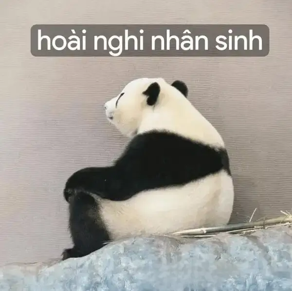 Meme gấu trúc hoài nghi nhân sinh