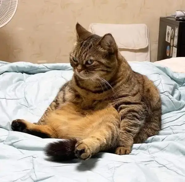 Meme chú mèo hài nghi ngờ chuyện lạ đời