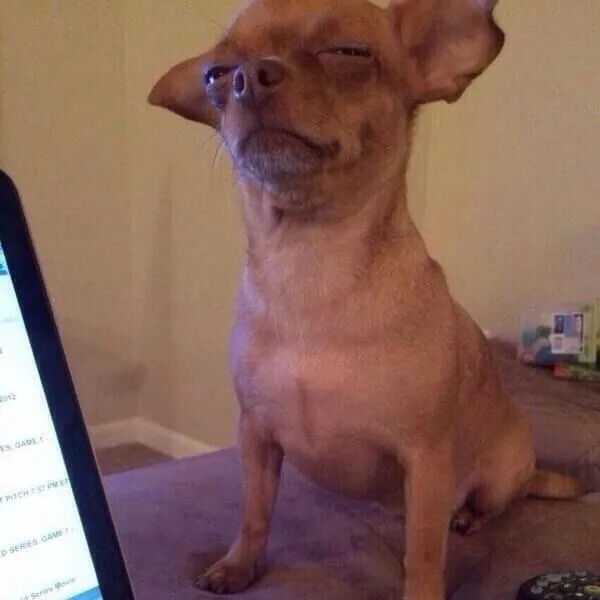 Meme chó troll kiểu "không tin được đâu"