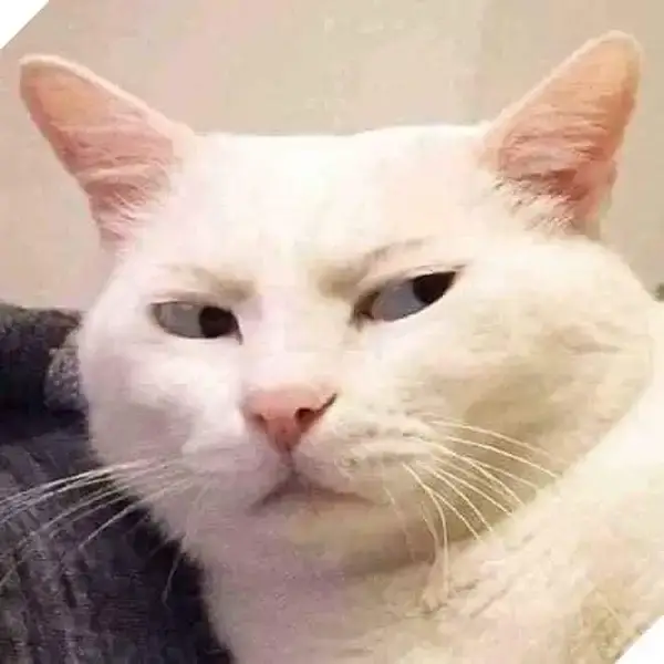 Meme chế mèo mặt "này không ổn rồi"