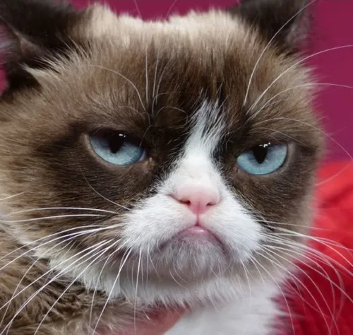 Meme hài mặt cau có khiến ai cũng cười