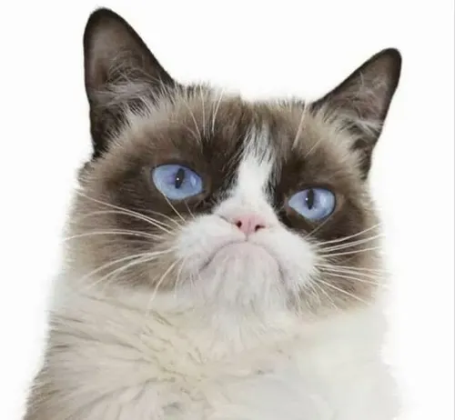 Meme mèo mặt nhăn nhó: vừa chán chường vừa duyên lạ