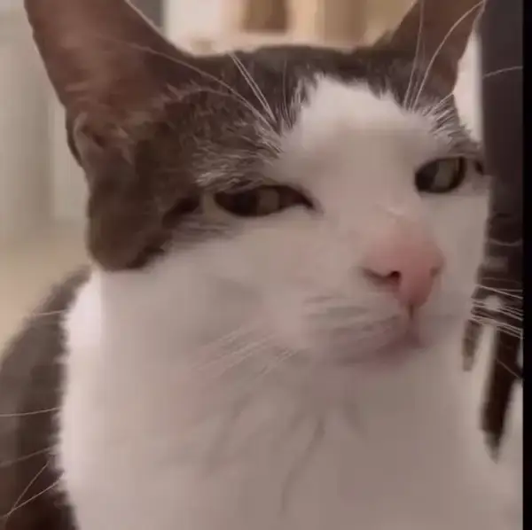 Hình chế meme mèo gương mặt thắc mắc pha chút mỉa mai