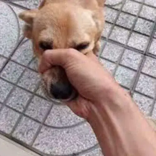 Meme hài kiểu nín đi cho lành