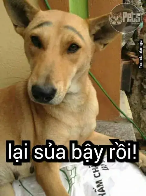 Lại sủa bậy rồi