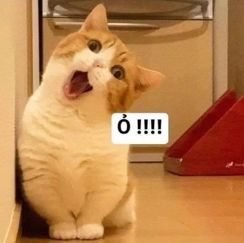 10 Meme hài mèo ngiêng đầu Ỏooo