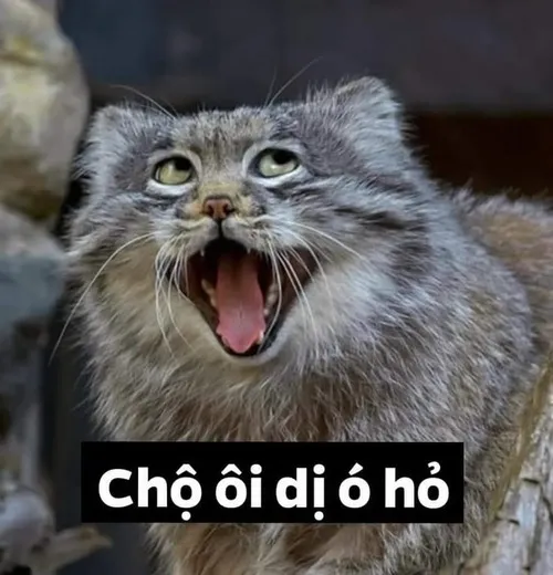 2 Từ tiếng cảm thán thành meme vui cười lan toàn net