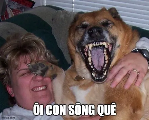 9 Meme hài biểu cảm quê lan TikTok khiến dân mạng xỉu