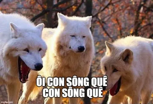 8 Ảnh troll ơi con sông quê gắn caption đỏ mặt