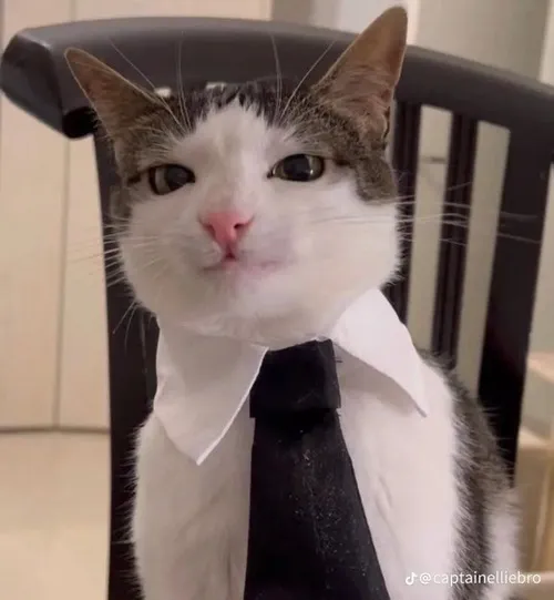 Ảnh chế quý ông có khuy áo sáng bóng tinh tế