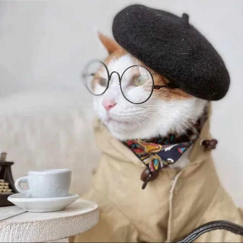 Ảnh troll mèo quý ông điếu xì gà cháy đỏ nhẹ khói