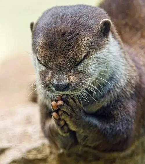 Meme hài rái cá khi bị mắng oan