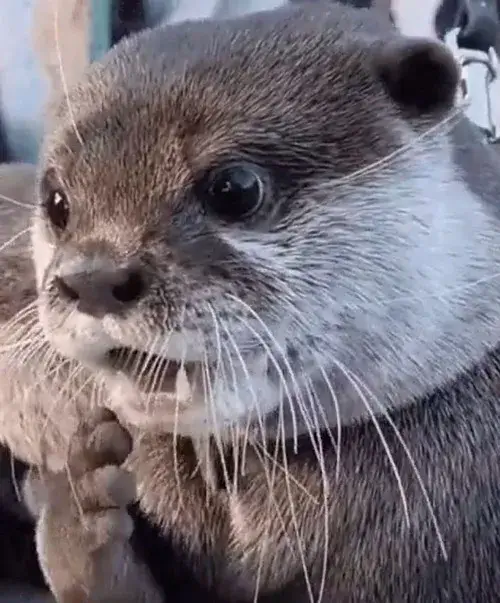 Rái cá meme – liều thuốc giải stress bằng tiếng cười