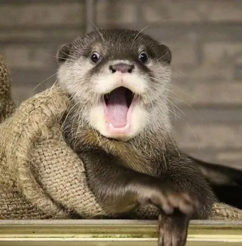 Hình troll con rái cá ngơ ngác nhìn đời