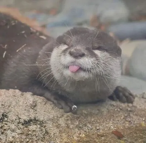 Hình chế bé rái cá làm mặt giận dỗi