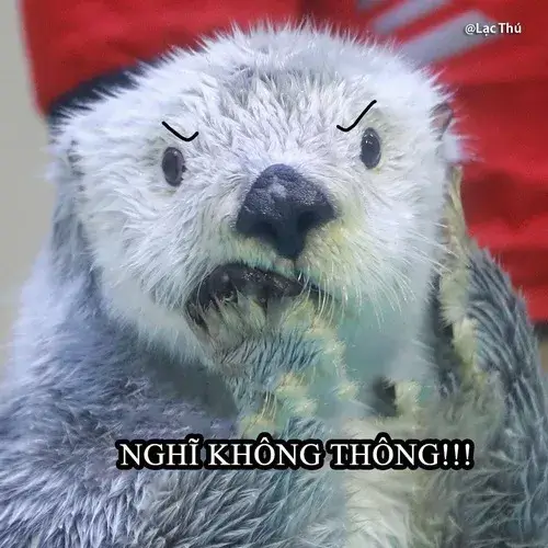 Ảnh vui động vật đáng yêu đang lười biếng