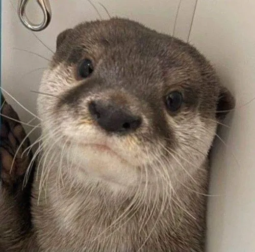 Meme chế rái cá giả vờ không biết gì