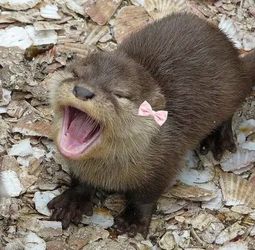Bộ sưu tập meme rái cá cute hột me khiến tim tan chảy Bộ sưu tập meme rái cá cute hột me khiến tim tan chảy