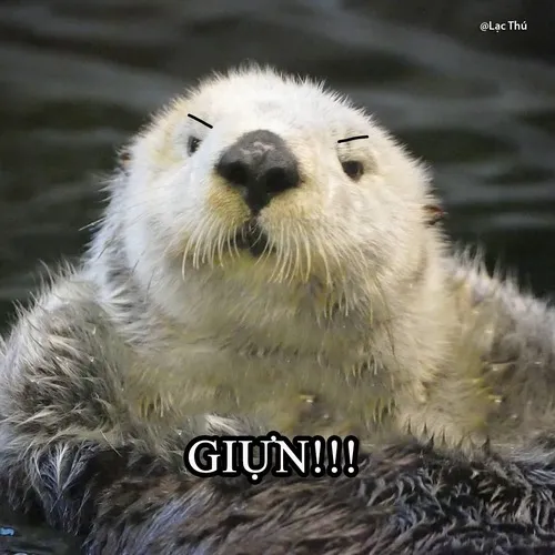 Hình chế thú nước cười rúc rích siêu dễ thương