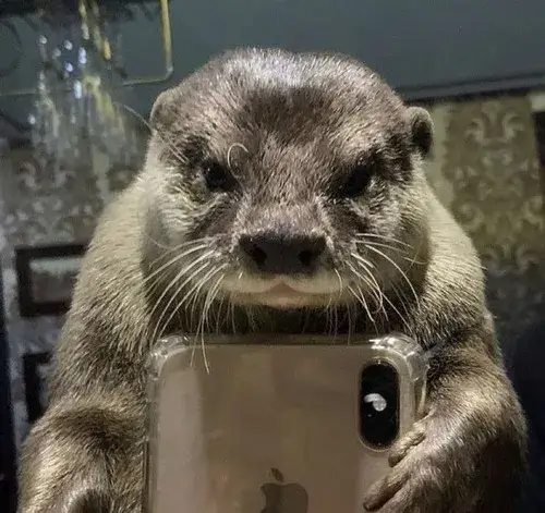 Ảnh hài rái cá thẫn thờ nhìn xa xăm