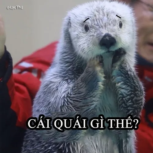 Ảnh chế con vật nhỏ ngơ ngác đáng yêu