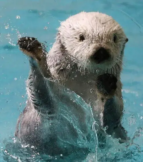 Bộ meme rái cá dành cho ngày bạn chỉ muốn chill