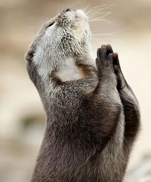 Khi bạn không biết nói gì ngoài biểu cảm rái cá này