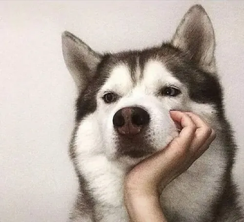 Meme chó Husky chống cằm ngồi suy nghĩ