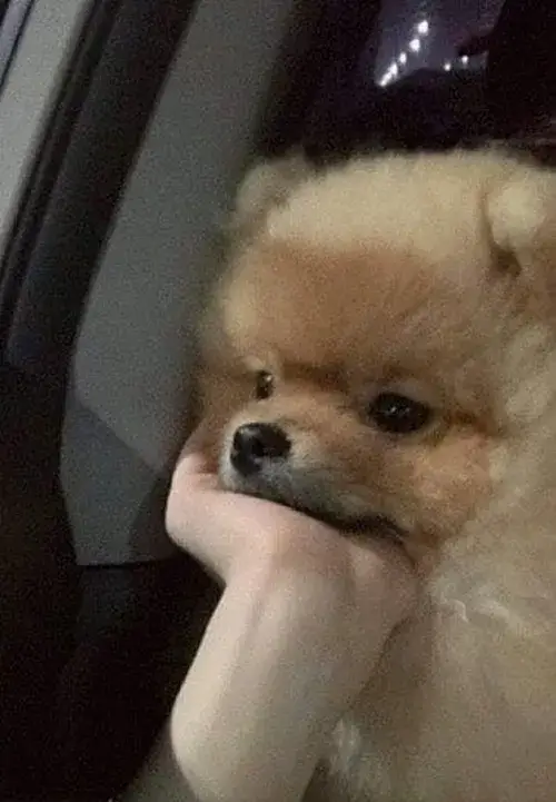 Ảnh vui chó chống cằm suy nghĩ