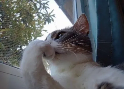 Meme mèo nằm chống tay suy nghĩ