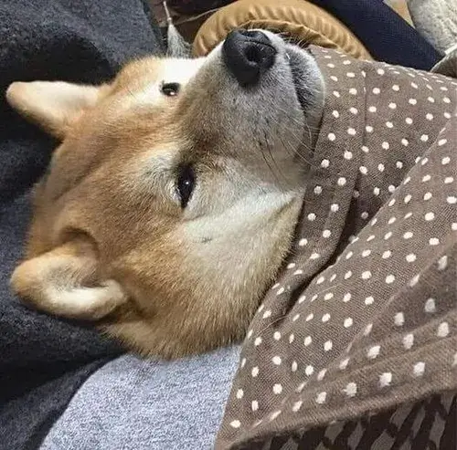 Khoảnh khắc não lag cực hợp comment troll