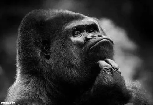 Ảnh khỉ đen gãi cằm suy tư