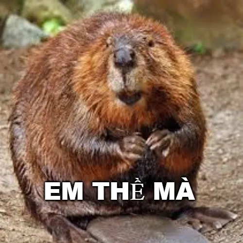 Hình chế biểu cảm thề danh dự đầy nghi hoặc