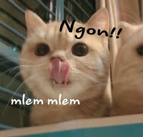 1 Meme mèo chảy nước miếng thể hiện cảm xúc “thèm thuồng” siêu vui
