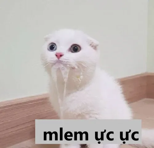 30 Hình chế mèo đang nuốt nước miếng ực ực