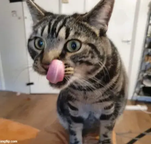 Meme hài mèo liếm mép