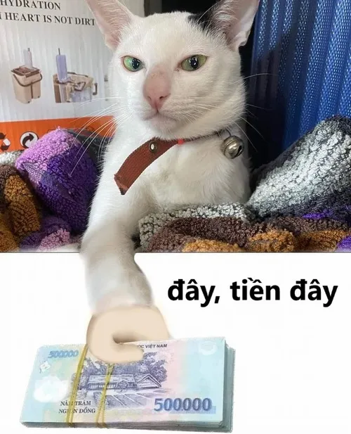Meme mèo đưa sấp tiền 500k bảo cầm lấy Meme mèo đưa sấp tiền 500k bảo cầm lấy
