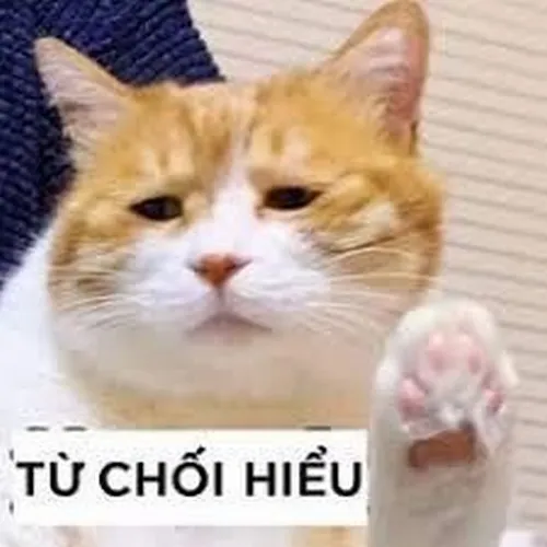 Meme mèo từ chối hiểu