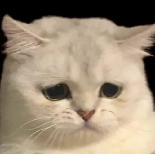 Ảnh hài biểu cảm tủi thân của chú mèo cô đơn