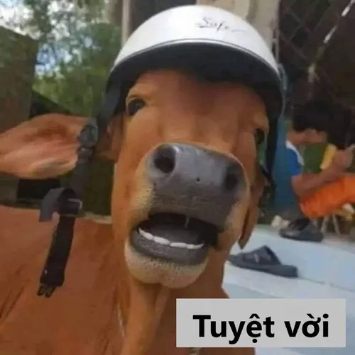 Meme tuyệt đỉnh, vừa thông minh vừa bựa nhẹ