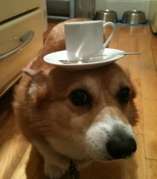 Hình troll pha trà bằng nước đá lạnh