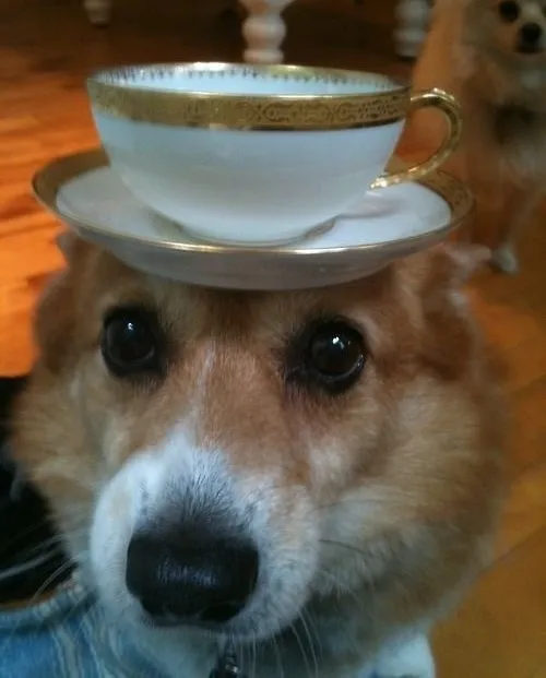 Meme chế tách trà trên đầu chú chó